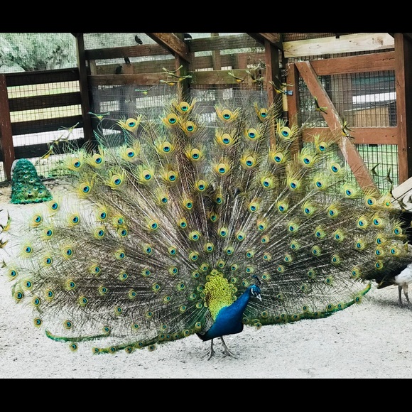 Meet your Posher, Mandi - Picture 2 of 3